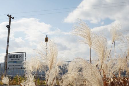 枯れすすきの羽前金沢