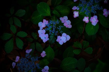 夕暮れに映える紫陽花