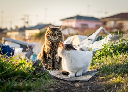 振り返れば奴がいる