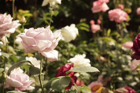 鳩山会館の薔薇庭