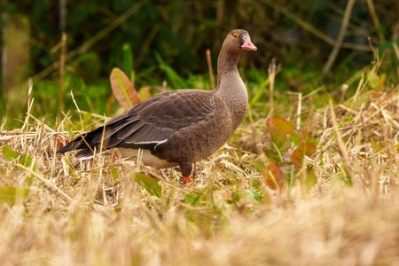 ようこそ #カリガネ# 幼鳥さん