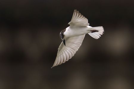 #クロハラアジサシ#