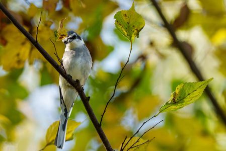 暮秋の頃　#リュウキュウサンショウクイ#