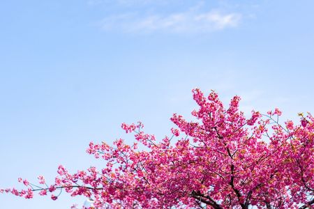 青空と早咲き桜