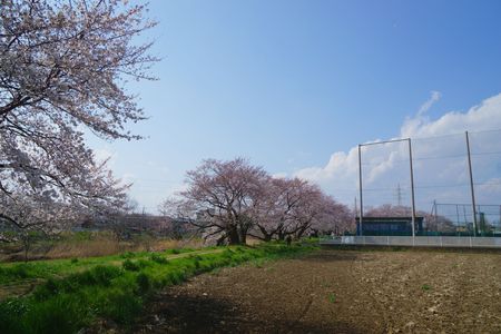 近所の桜堤