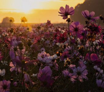 朝陽と秋桜