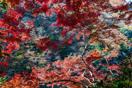 斜光が描く秋色のグラデーション