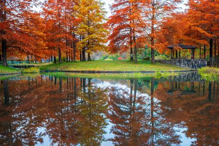 ラクショウ色づく静寂の森