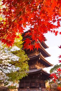 京都東寺の秋