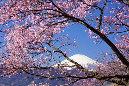 富士桜