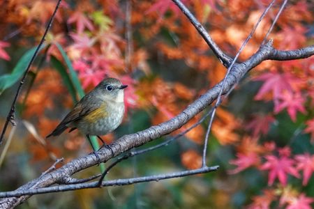 紅葉狩りですか