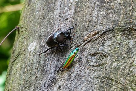 カブト虫とタマムシとのハーモニー