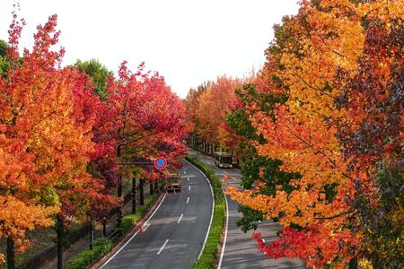 真っ赤に染まる季節