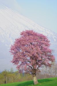 京極の一本桜