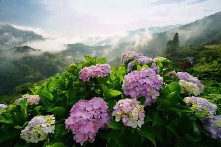 霧中の紫陽花