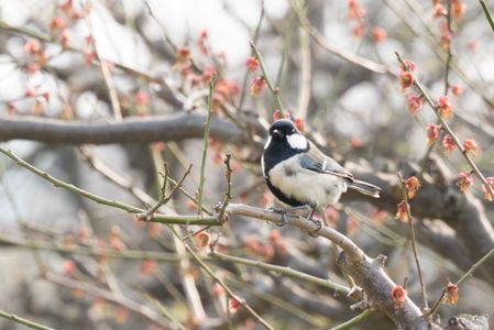 【SF-G TOUGH】シジュウカラ＠大阪城公園
