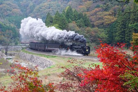 【撮れたて】「遅い秋 色とりどりの もみじたち 」 山口線 2024/11/16