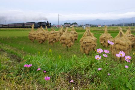 【３枚】「コスモスに 藁ぼっち越し 汽車と秋」　2025/10/19 磐越西線