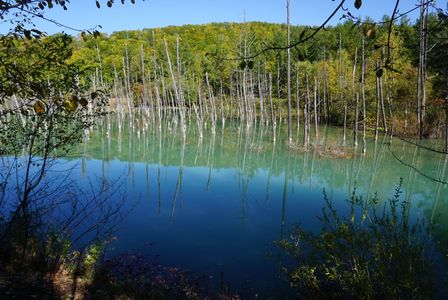 北海道 秋晴の青い池