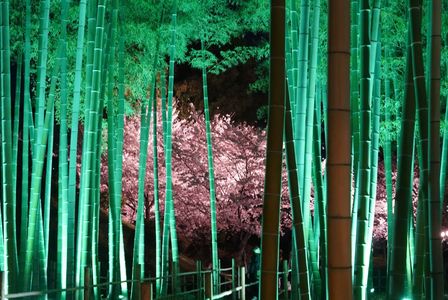 桜と竹のライトアップ