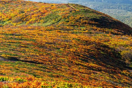 栗駒山　神の絨毯