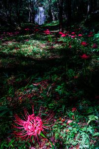 光に誘（いざな）われて。