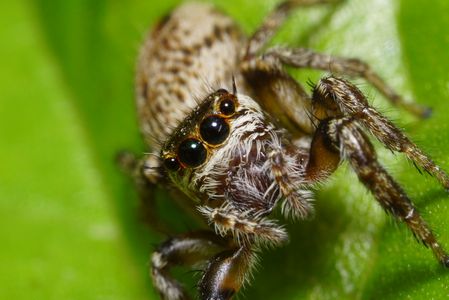 ネコハエトリ（2倍マクロ）