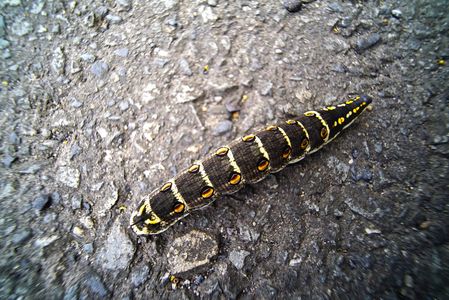 セスジスズメの幼虫