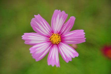 コスモスの名前の由来。