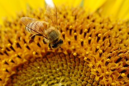 吸蜜中・・・・・。