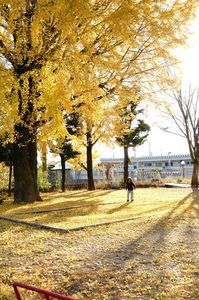 晩秋（イチョウと遊ぶ）