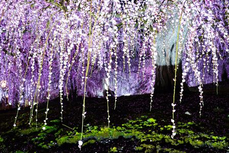 鈴鹿の森庭園（夜の部）