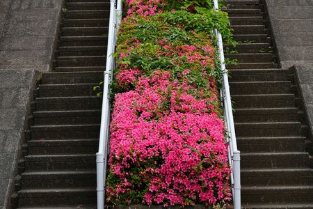 *ツツジの咲く階段