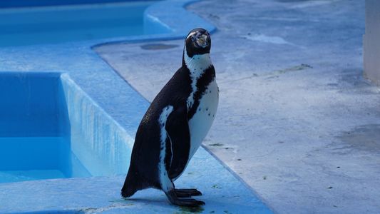 野毛山動物園のペンギン