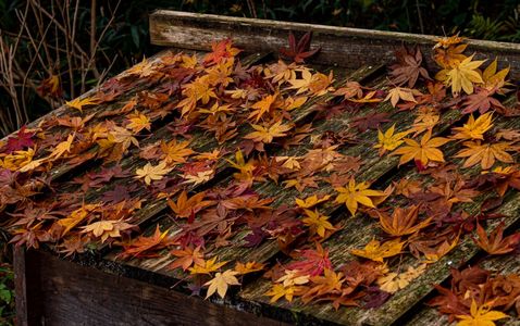 屋根の紅葉