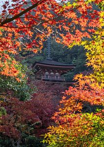 紅葉輝く浄瑠璃寺