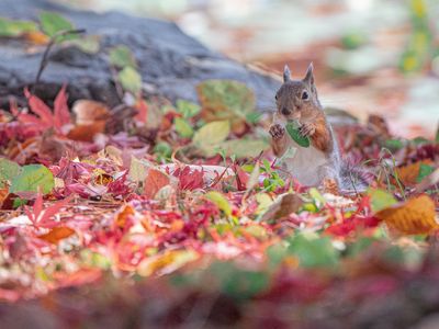 落ち葉の上でお食事