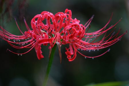 彼岸花・最後の雨