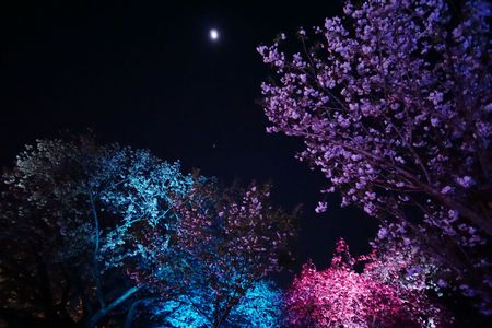 新宿御苑・桜ライトアップ
