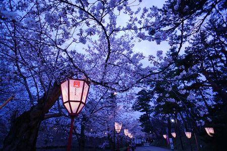 弘前公園・桜ライトアップ