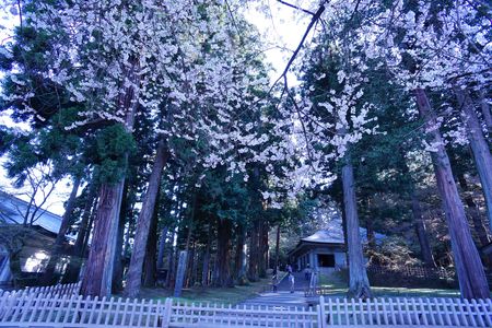 平泉・金色堂と桜