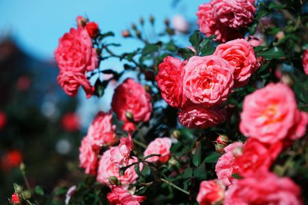 秋薔薇ロマンチック