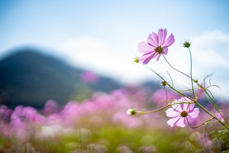 風にゆらゆら〜