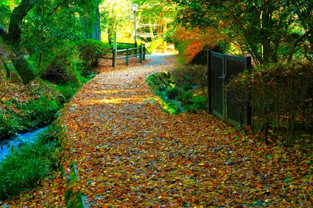 紅葉の散歩道