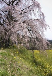 慈悲桜