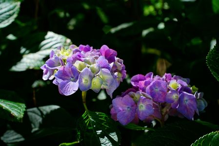　紫　　陽　　花　。