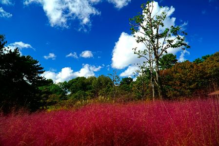 ミューレンベルギアカピラと　　秋の空　。