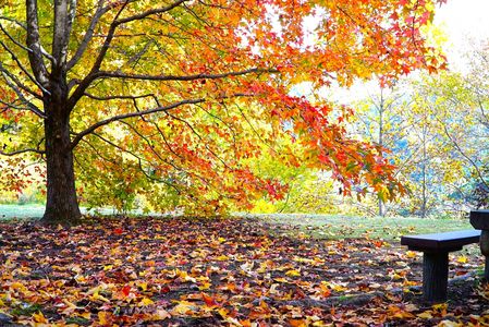 　オータムリーブス　　（枯れ葉よ∼　～　）。