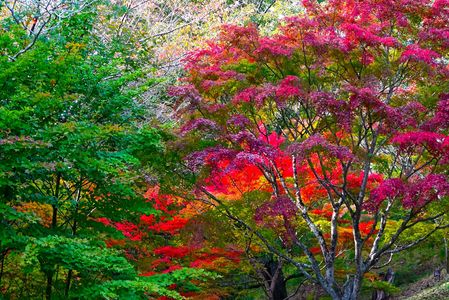 燃　え　る　が　ご　と　く　。