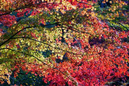 　も　み　じ　　　　浴　。